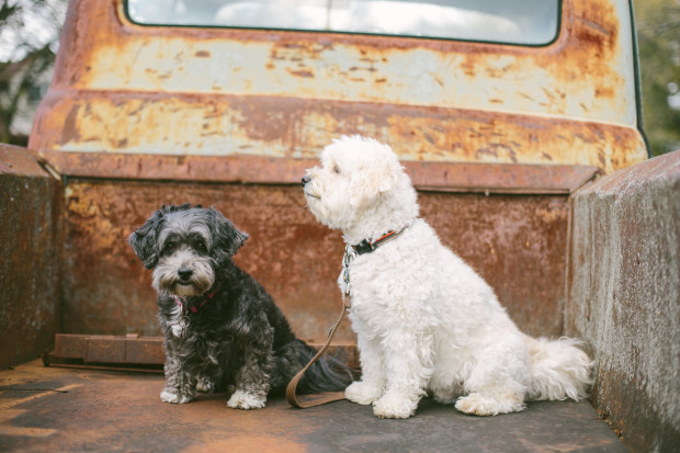 Pups in truck