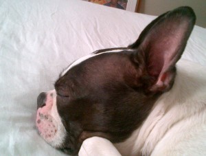 Chubby is one of many Boston Terriers being rehomed through Boston Terrier Rescue Canada